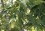 Acer rubrum Foliage