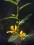 Stem