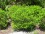 Plant Shrub Form