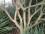 Simpson Stopper Multi-trunk Tree Form