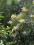 In Bloom
