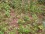 Groundcover