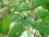 Giant Swallowtail Larva Caterpillar